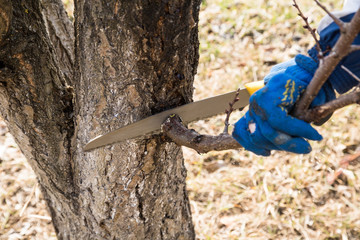 man makes spring tree pruning in a garden with a garden saw