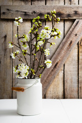 cherry flower blossom branch in enamel milk canister at white wooden table, old weathered wood wall background