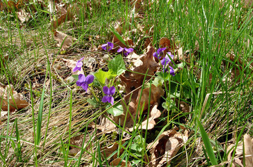 Blomming sweet violet or Viola odorata