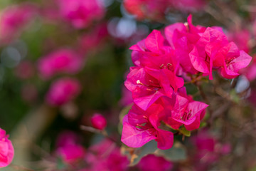 Fototapeta na wymiar Pink flower bokeh images