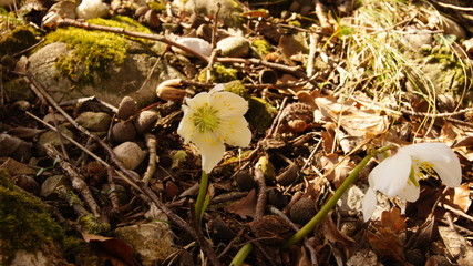 SONY DSC