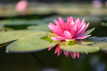 beautiful lotus flower on the water after rain in garden.
