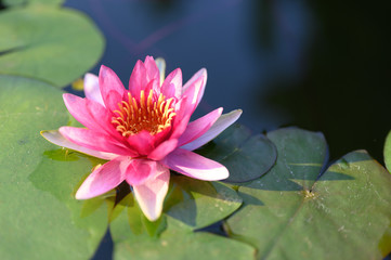 beautiful lotus flower on the water after rain in garden.