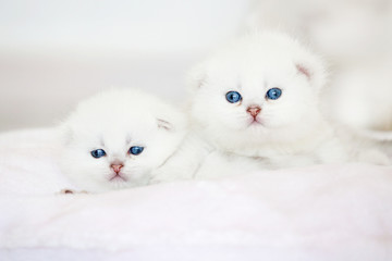 Fototapeta premium Small kittens on pillow
