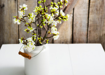 cherry flower blossom branch in enamel milk canister at white wooden table, old weathered wood wall background