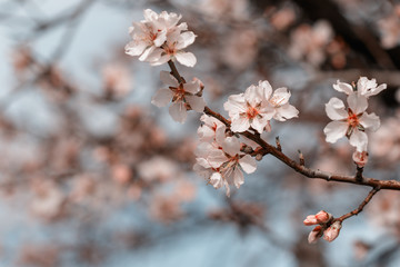 Blooming almonds with bokeh effect and tonning - sprng in Malka Vereya, Bulgaria