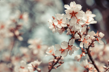 Blooming almonds with bokeh effect and tonning - sprng in Malka Vereya, Bulgaria