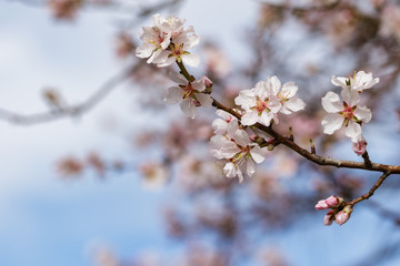 Blooming almonds with bokeh effect - spring in Malka Vereya, Bulgaria