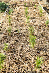 small pine seedlings in the ground covered with a pine needles