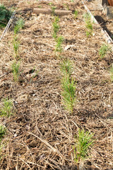 small pine seedlings in the ground covered with a pine needles