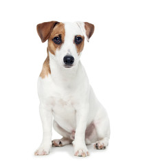 Dog isolated on white