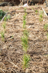 small pine seedlings in the ground covered with a pine needles