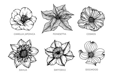 Collection set of flower drawing illustration.