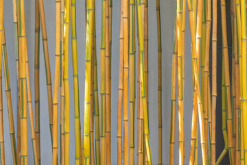 Bamboo in Suzhou Classical gardens