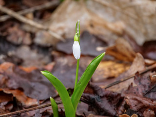 Snowdrop in spring