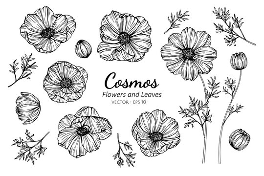 Collection set of cosmos flower and leaves drawing illustration.
