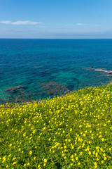 Turquoise Blue Southern Italian Mediterranean Sea on a Sunny Day With Yellow Flowers