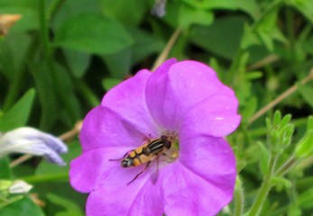 bee on purple petunia flower