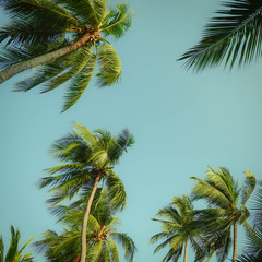Fototapeta na wymiar Vintage toned palm tree over sky background summer
