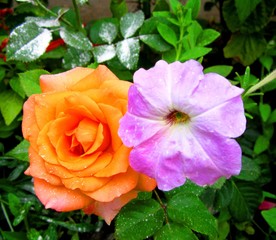 orange rose flower and violet white petunia flower
