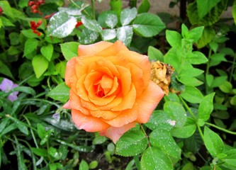 orange rose flower