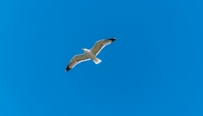 Fototapeta na wymiar Seagull Flying in a Clear Blue Sky over the Mediterranean Sea