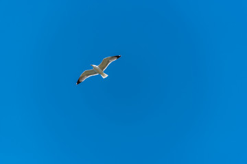 Fototapeta na wymiar Seagull Flying in a Clear Blue Sky over the Mediterranean Sea