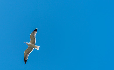 Seagull Flying in a Clear Blue Sky over the Mediterranean Sea