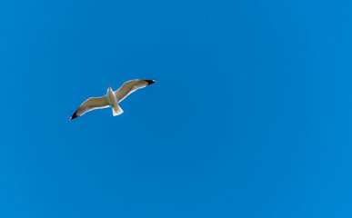 Seagull Flying in a Clear Blue Sky over the Mediterranean Sea