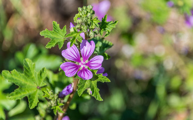 Purple Wildflower on a Sunny Spring Day in Southern Italy