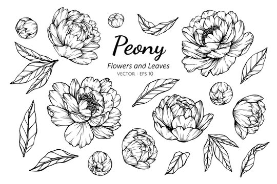 Collection set of peony flower and leaves drawing illustration.