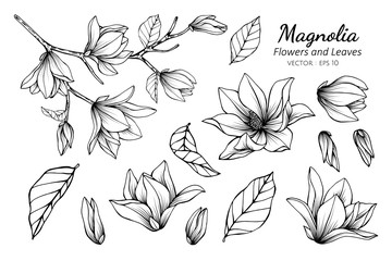 Collection set of magnolia flower and leaves drawing illustration.