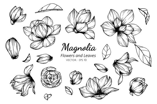 Collection set of magnolia flower and leaves drawing illustration.