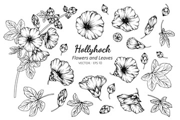 Collection set of hollyhock flower and leaves drawing illustration.