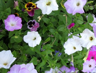 Naklejka na ściany i meble violet and petunia flower-3