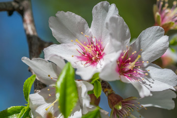 Almond Tree Blossoms in Spring