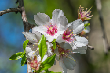 Almond Tree Blossoms in Spring