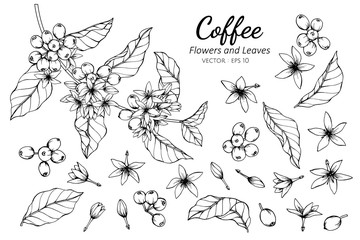 Collection set of coffee flower and leaves drawing illustration. - obrazy, fototapety, plakaty