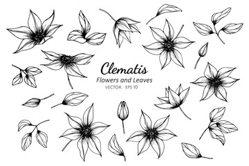 Collection set of clematis flower and leaves drawing illustration. - obrazy, fototapety, plakaty