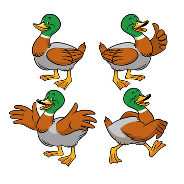 mallard duck with cartoon style