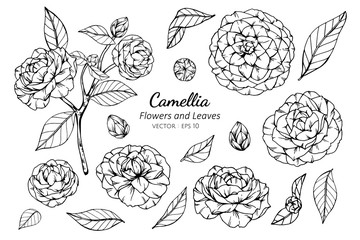Collection set of camellia flower and leaves drawing illustration. - obrazy, fototapety, plakaty