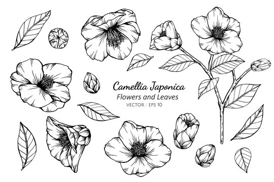 Collection set of camellia japonica flower and leaves drawing illustration.