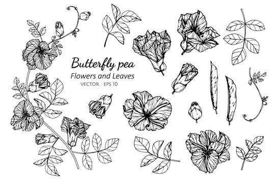 Collection set of butterfly pea flower and leaves drawing illustration.