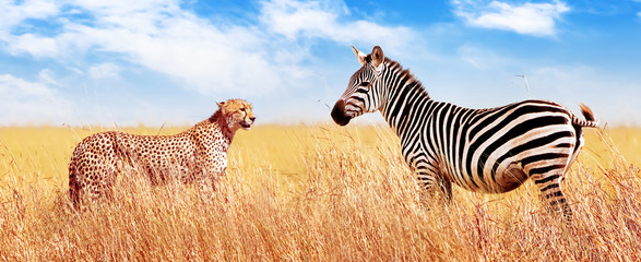 Zebra and cheetah in the African savannah. Serengeti National Park. Africa. Tanzania. Banner design.