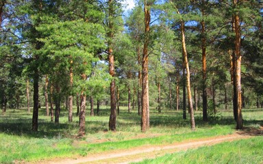 sunny forest