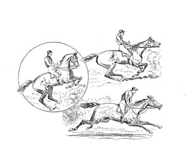 Fototapeta premium Horse