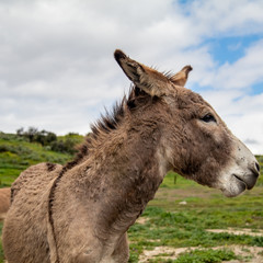 portrait of a donkey
