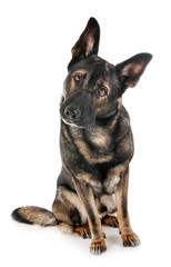 gray german shepherd