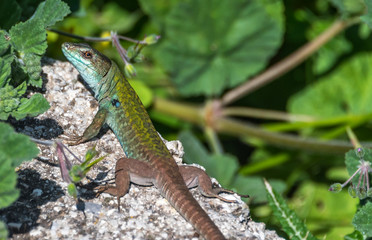 Closeup of a Green and Turquoise Lizard on a Sunny Day in Italy