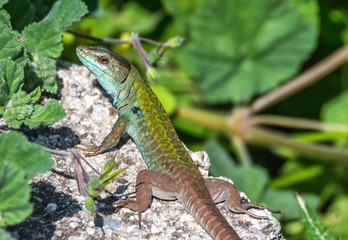 Closeup of a Green and Turquoise Lizard on a Sunny Day in Italy